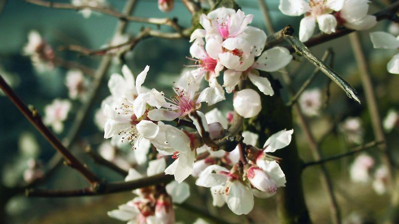 Frühlingserwachen am Rhein
